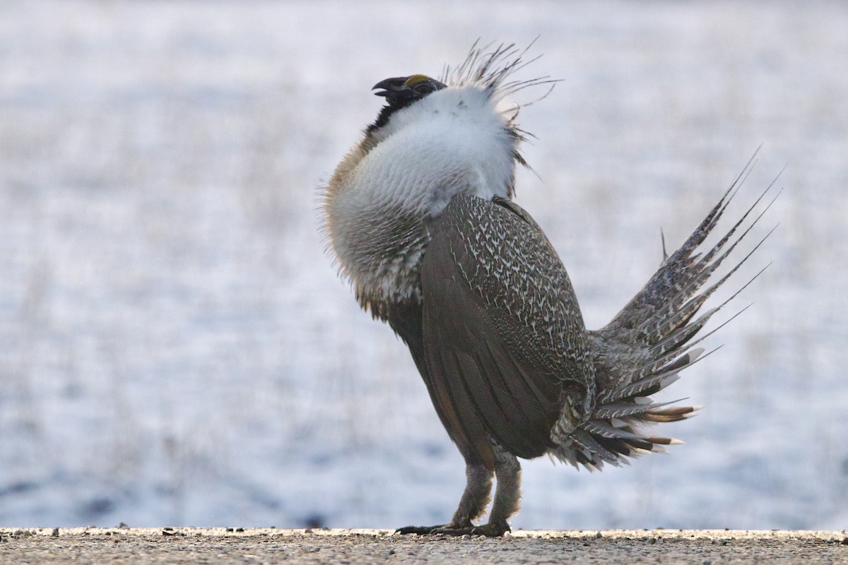 Greater Sage-Grouse - ML645818437