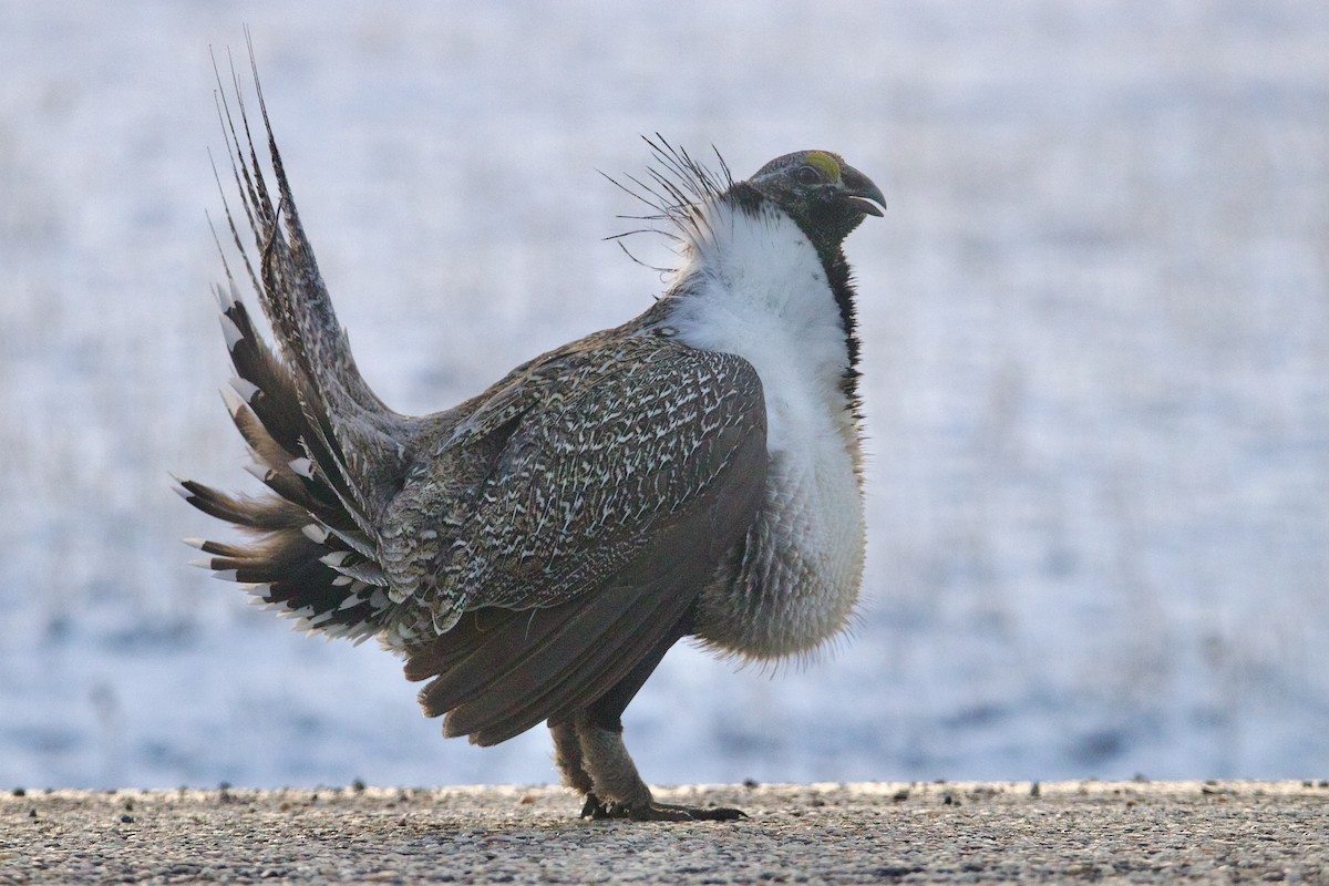 Greater Sage-Grouse - ML645818438