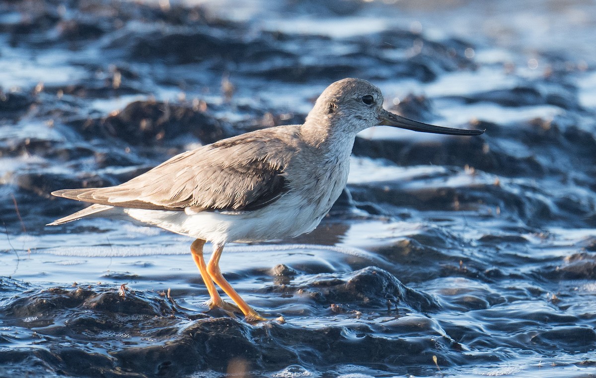 ביצנית אפורה - ML645818439