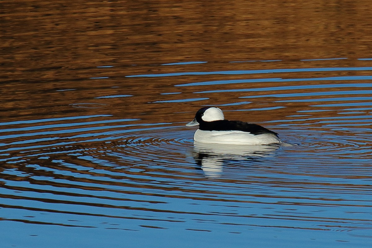 Bufflehead - ML645818441