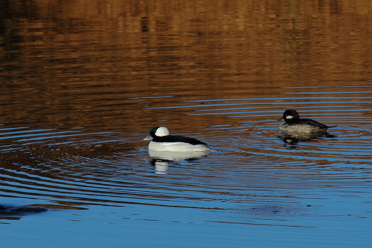 Bufflehead - ML645818442