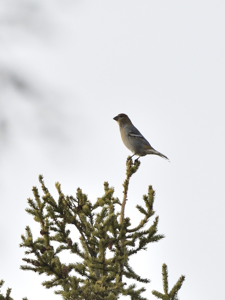 ギンザンマシコ - ML645818443