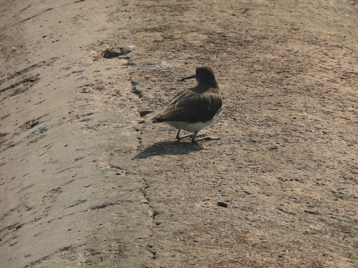 Green Sandpiper - ML645818444