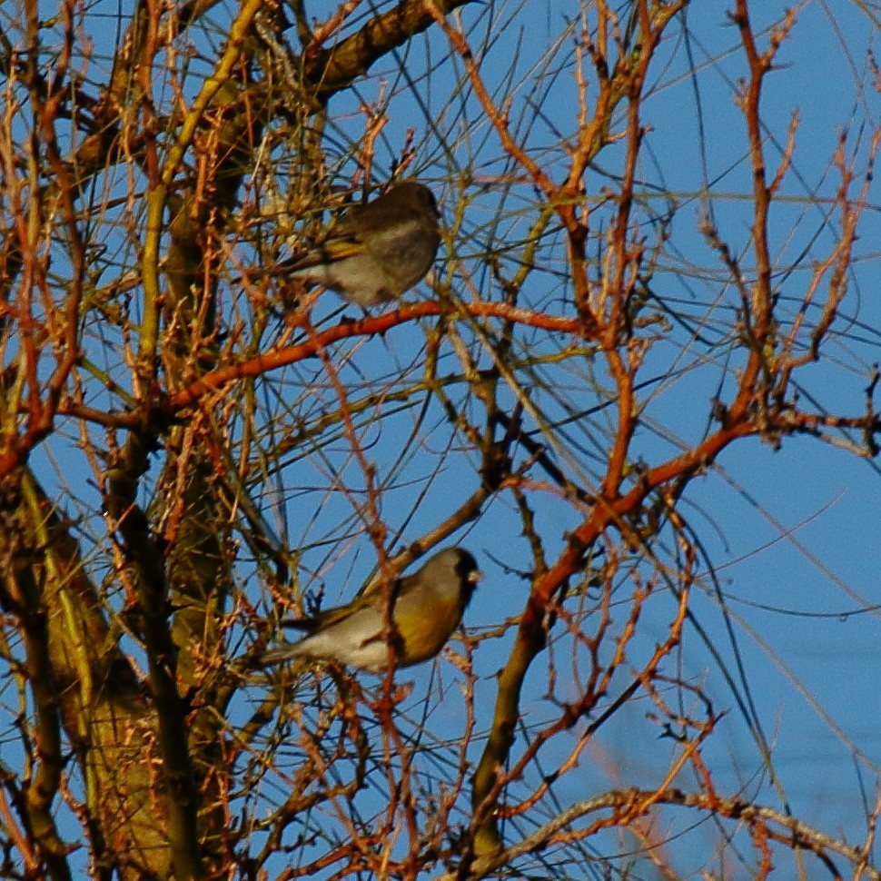 Lawrence's Goldfinch - ML645818451