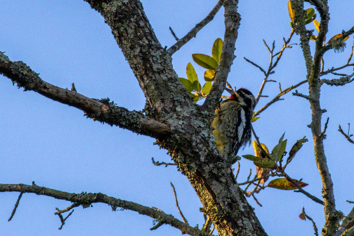 Yellow-bellied Sapsucker - ML645818452