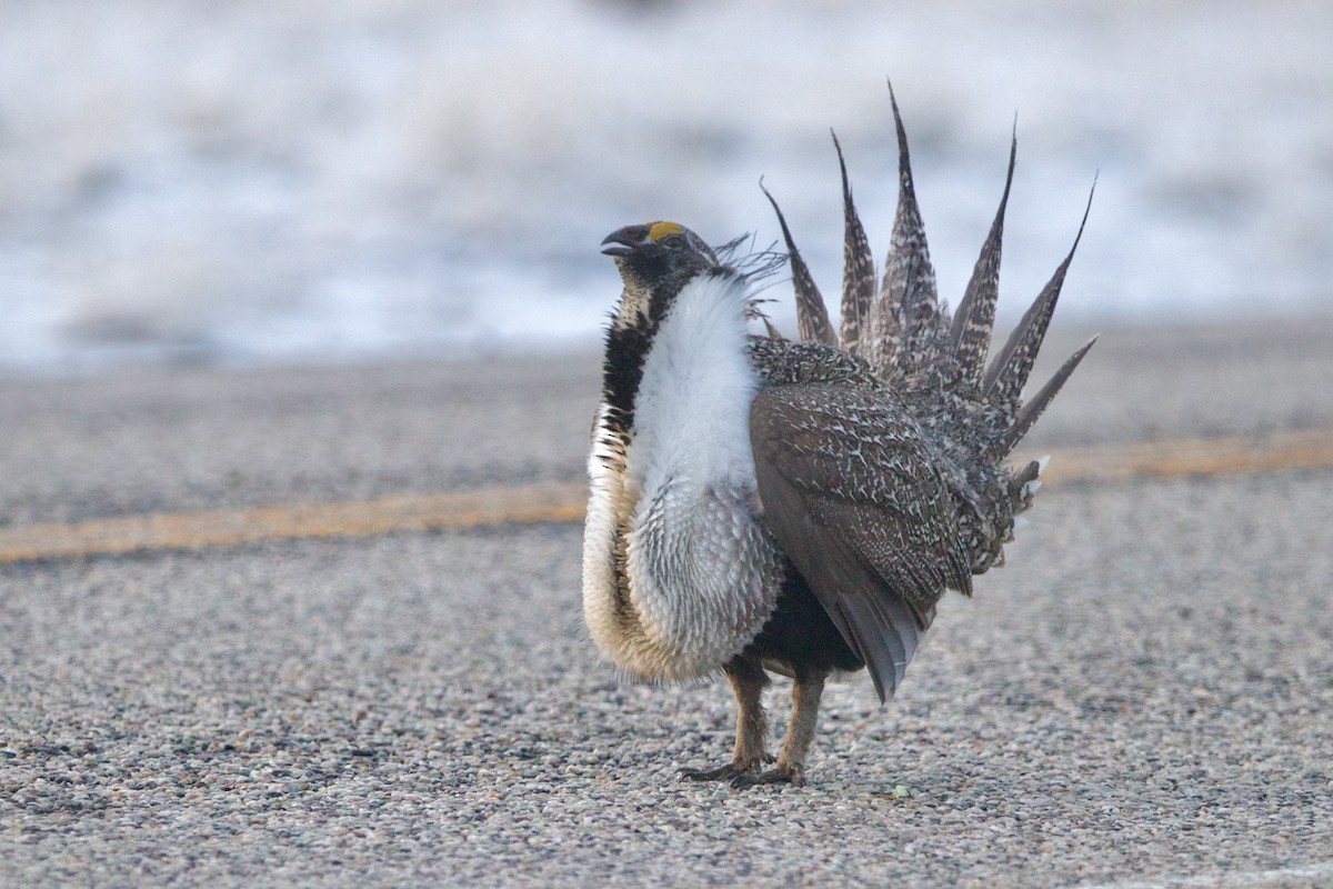 Greater Sage-Grouse - ML645818453