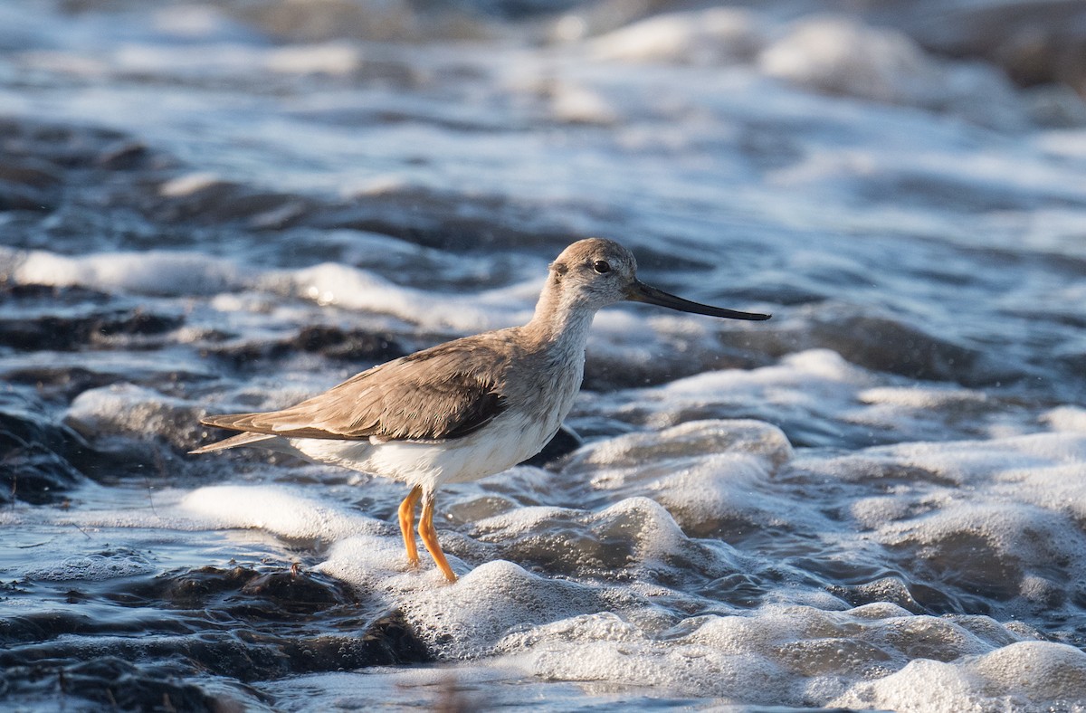 ביצנית אפורה - ML645818454