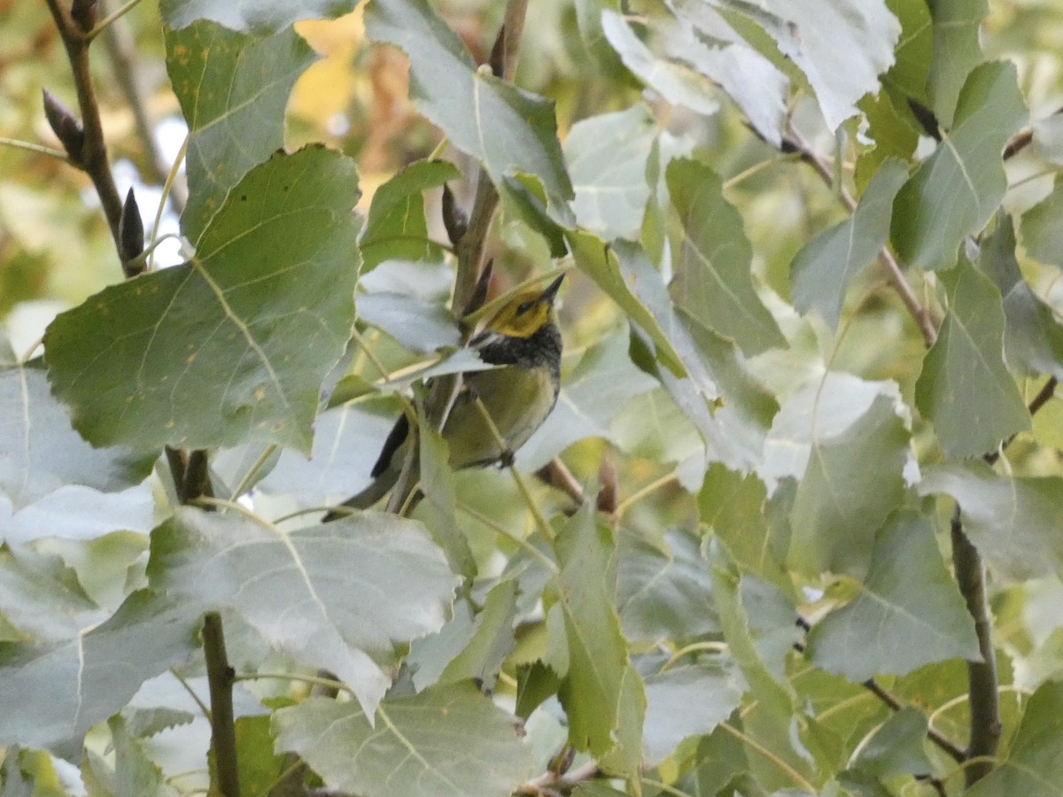 Black-throated Green Warbler - ML645818459