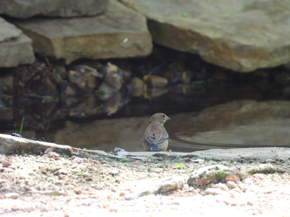 Indigo Bunting - ML645818474