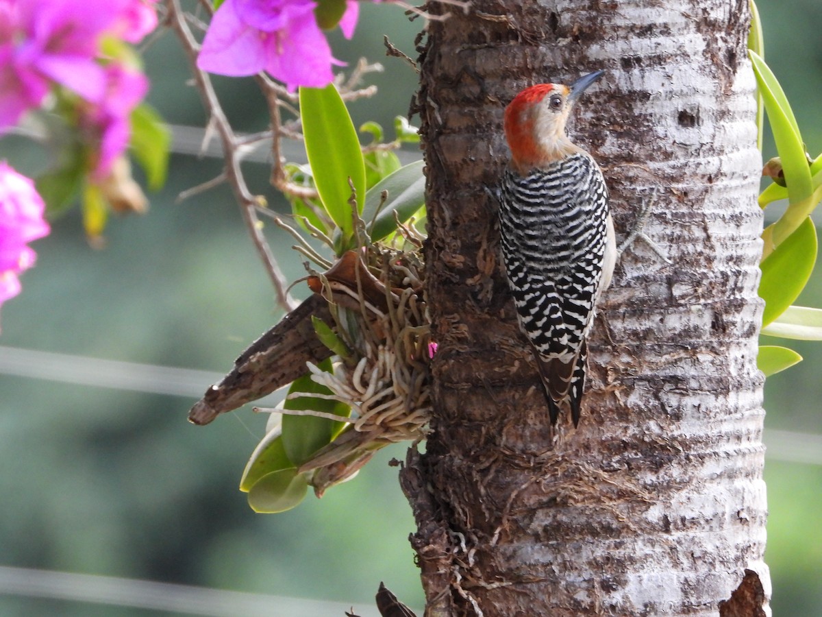 Red-crowned Woodpecker - ML645818475