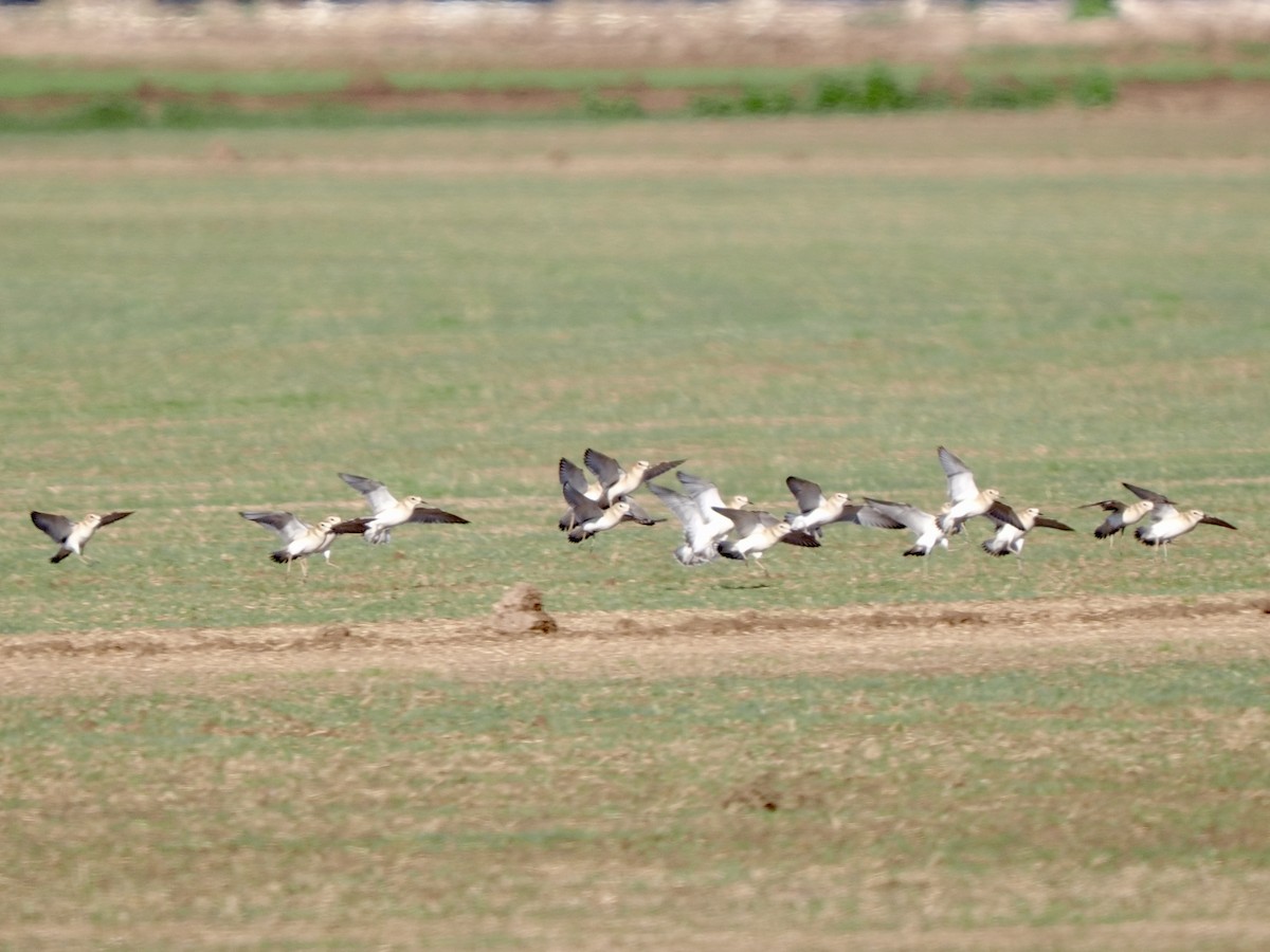 prærielo - ML645818480