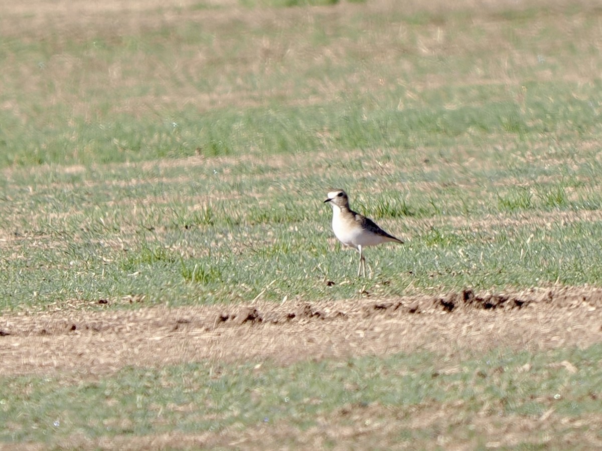 prærielo - ML645818482