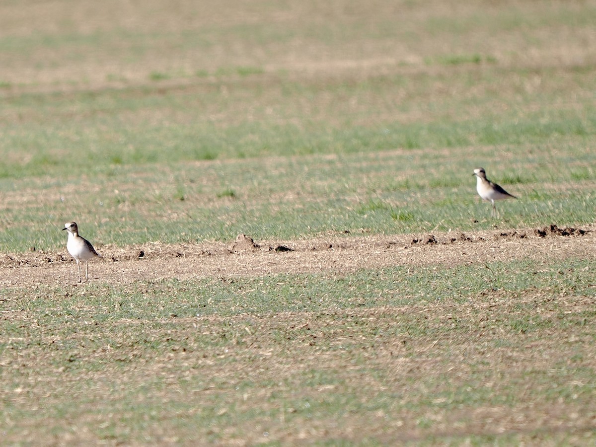 prærielo - ML645818483