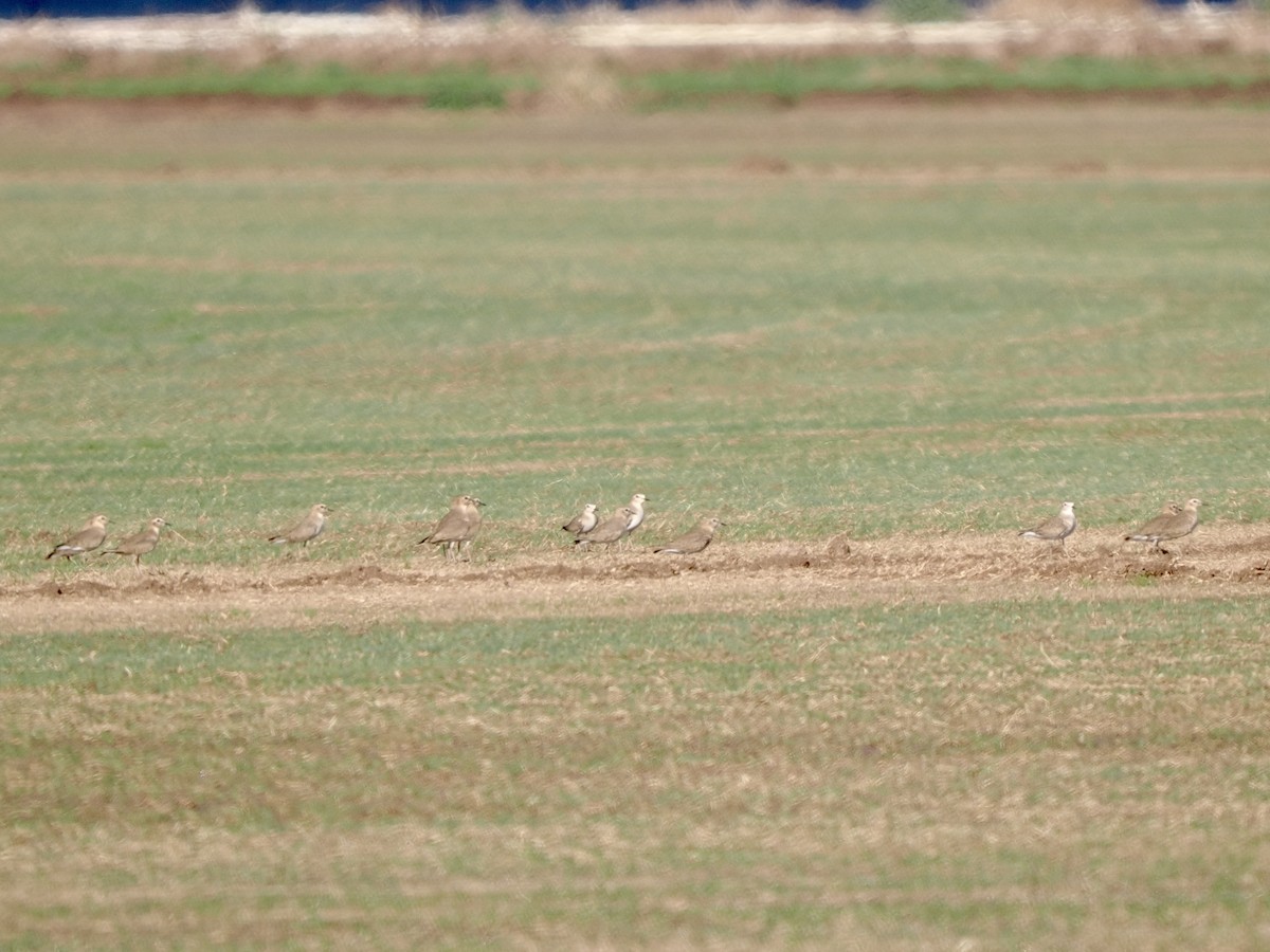 prærielo - ML645818484