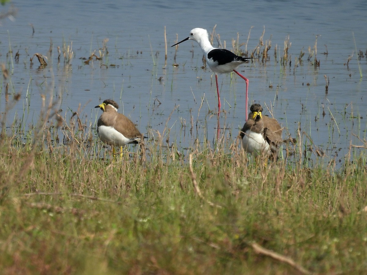 Yellow-wattled Lapwing - ML645818494