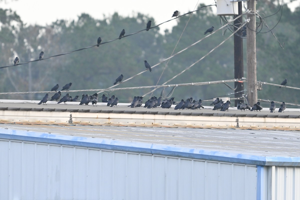 Fish Crow - ML645818496