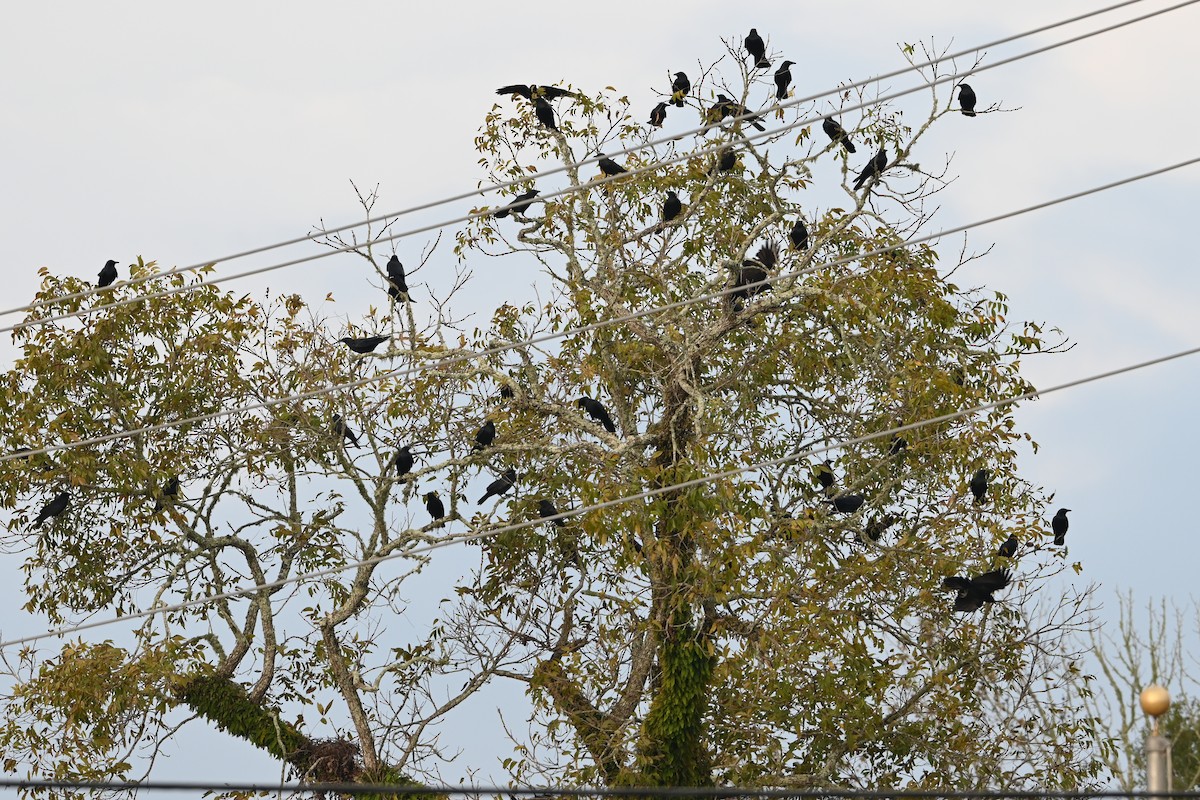 Cuervo Pescador - ML645818503