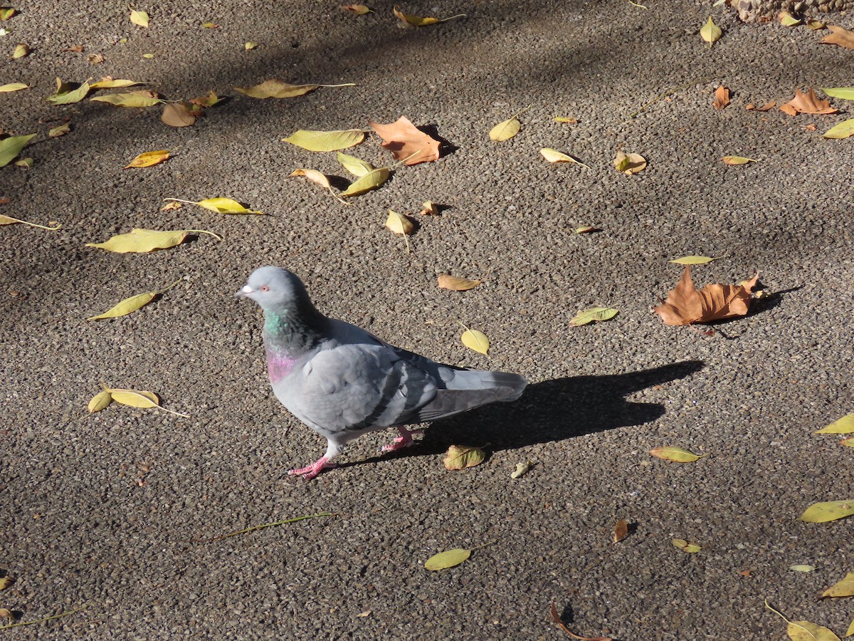 Rock Pigeon (Feral Pigeon) - ML645818508