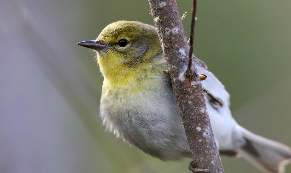 Pine Warbler - ML64581851