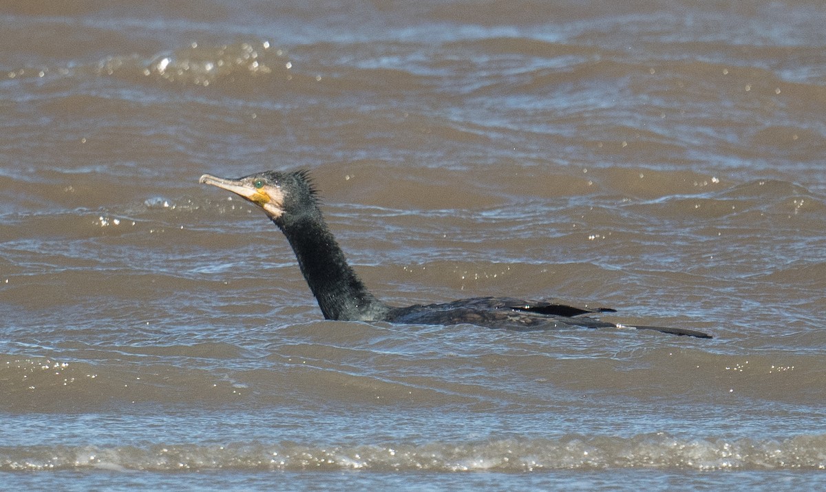 kormorán velký - ML645818512