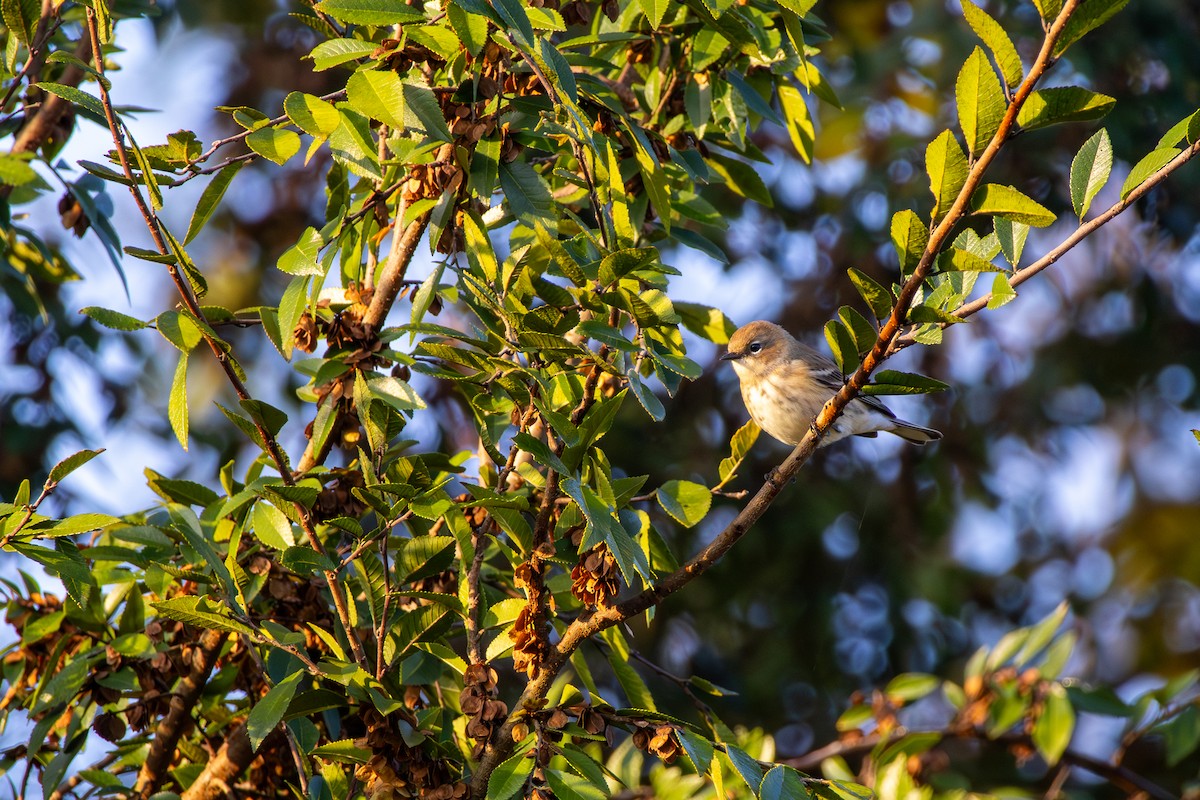 Yellow-rumped Warbler - ML645818513