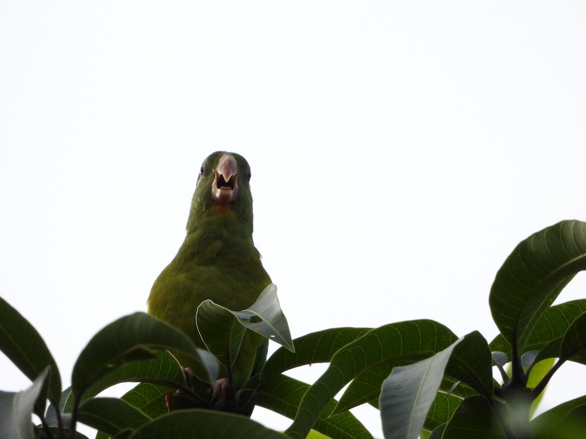 Orange-chinned Parakeet - ML645818515