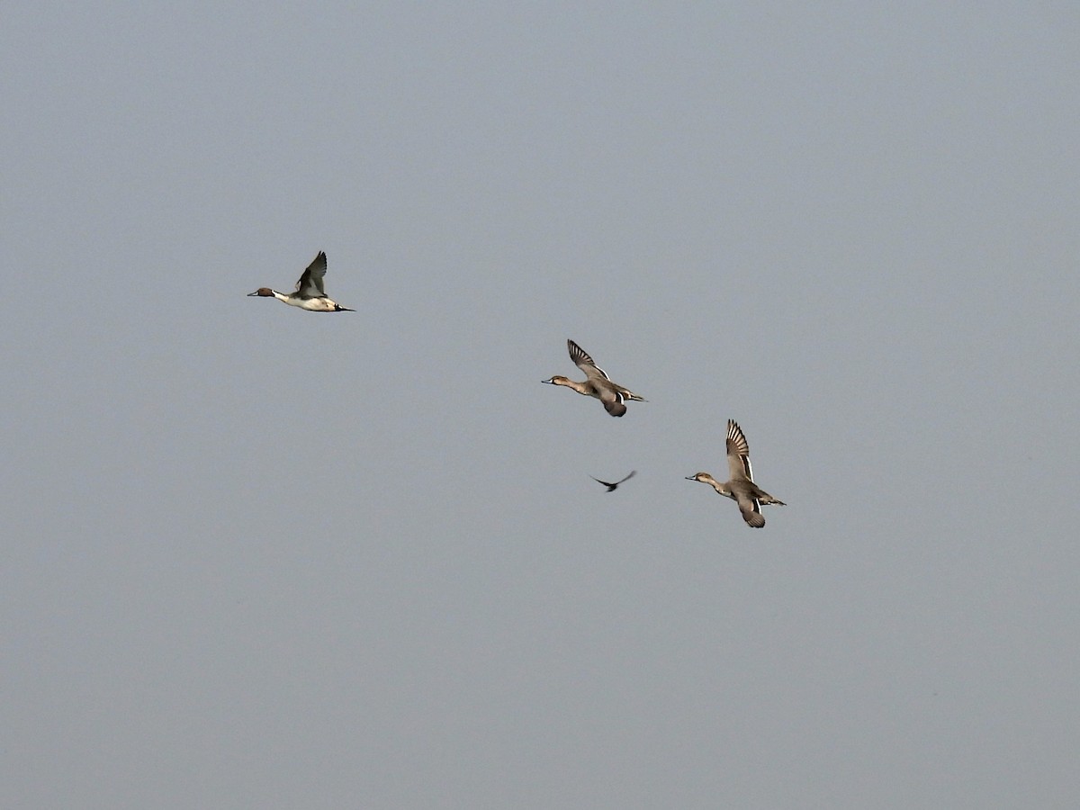 Northern Pintail - ML645818524