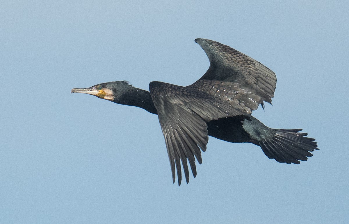 kormorán velký - ML645818526