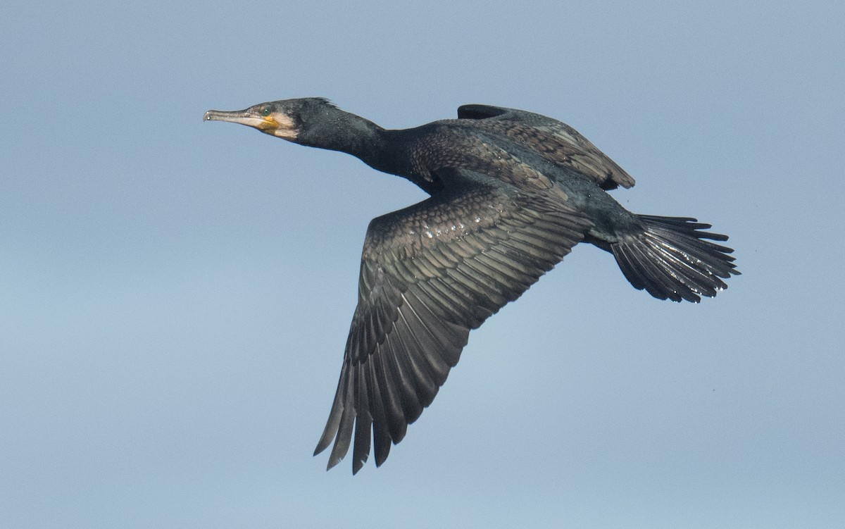 kormorán velký - ML645818539