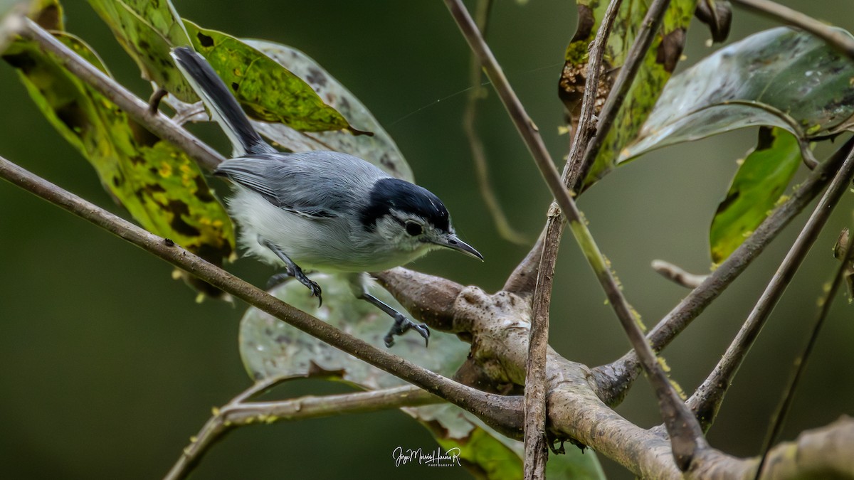 White-browed Gnatcatcher - ML645818547