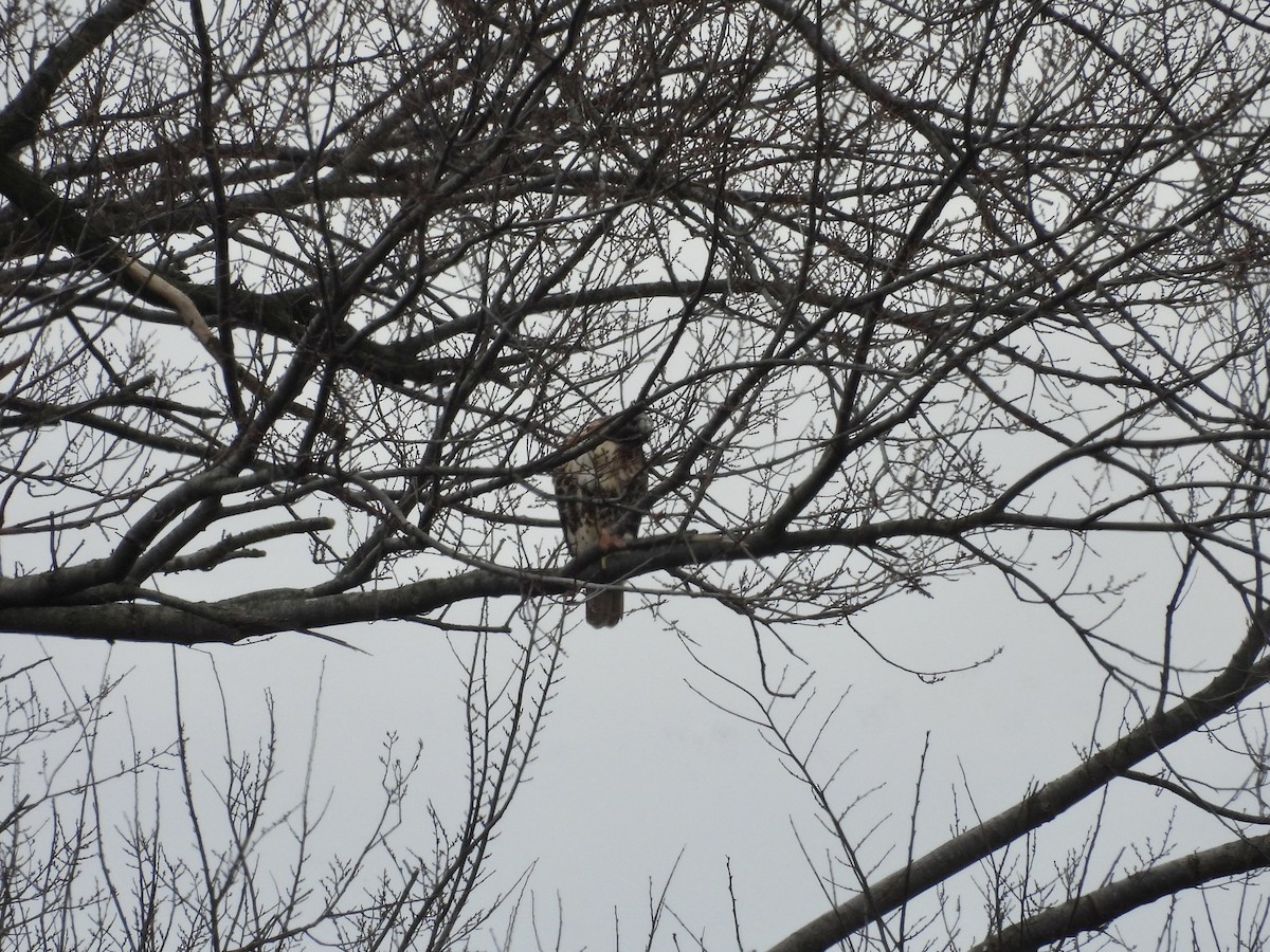 Red-tailed Hawk (abieticola) - ML645818555