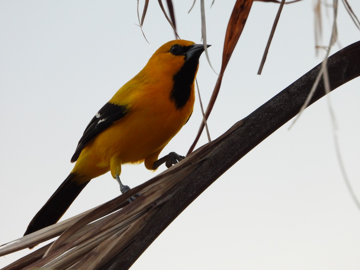 Yellow Oriole - ML645818559