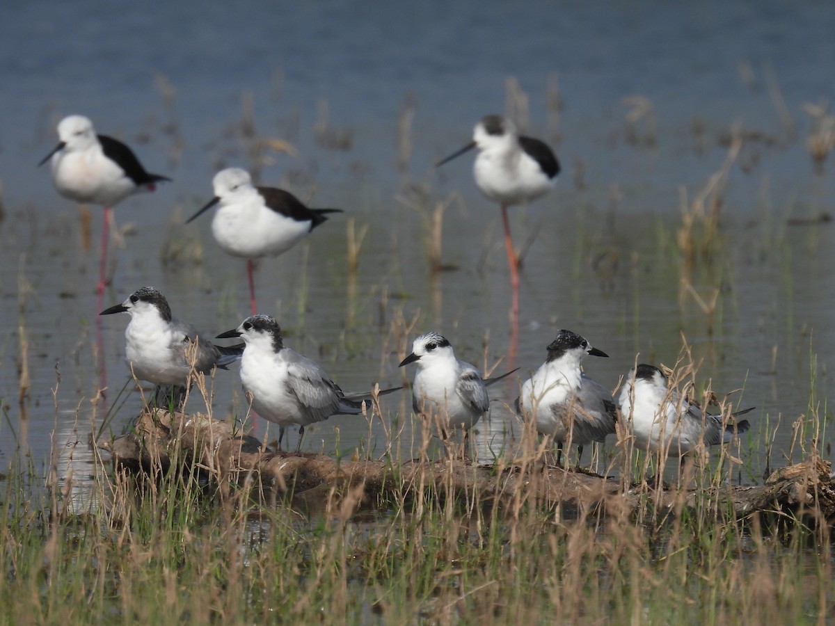 Whiskered Tern - ML645818561