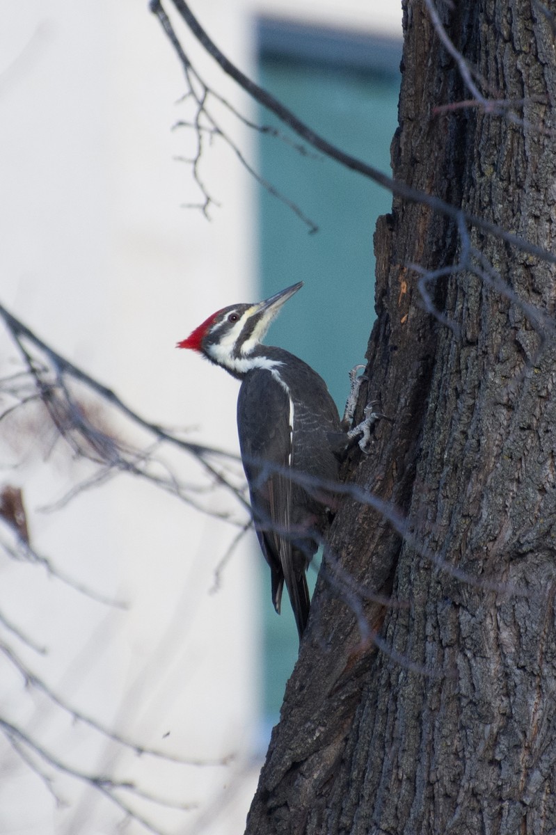 Жовна північна - ML645818563