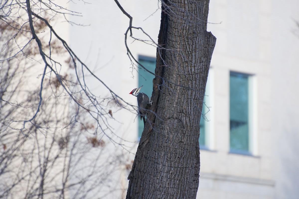 Жовна північна - ML645818564