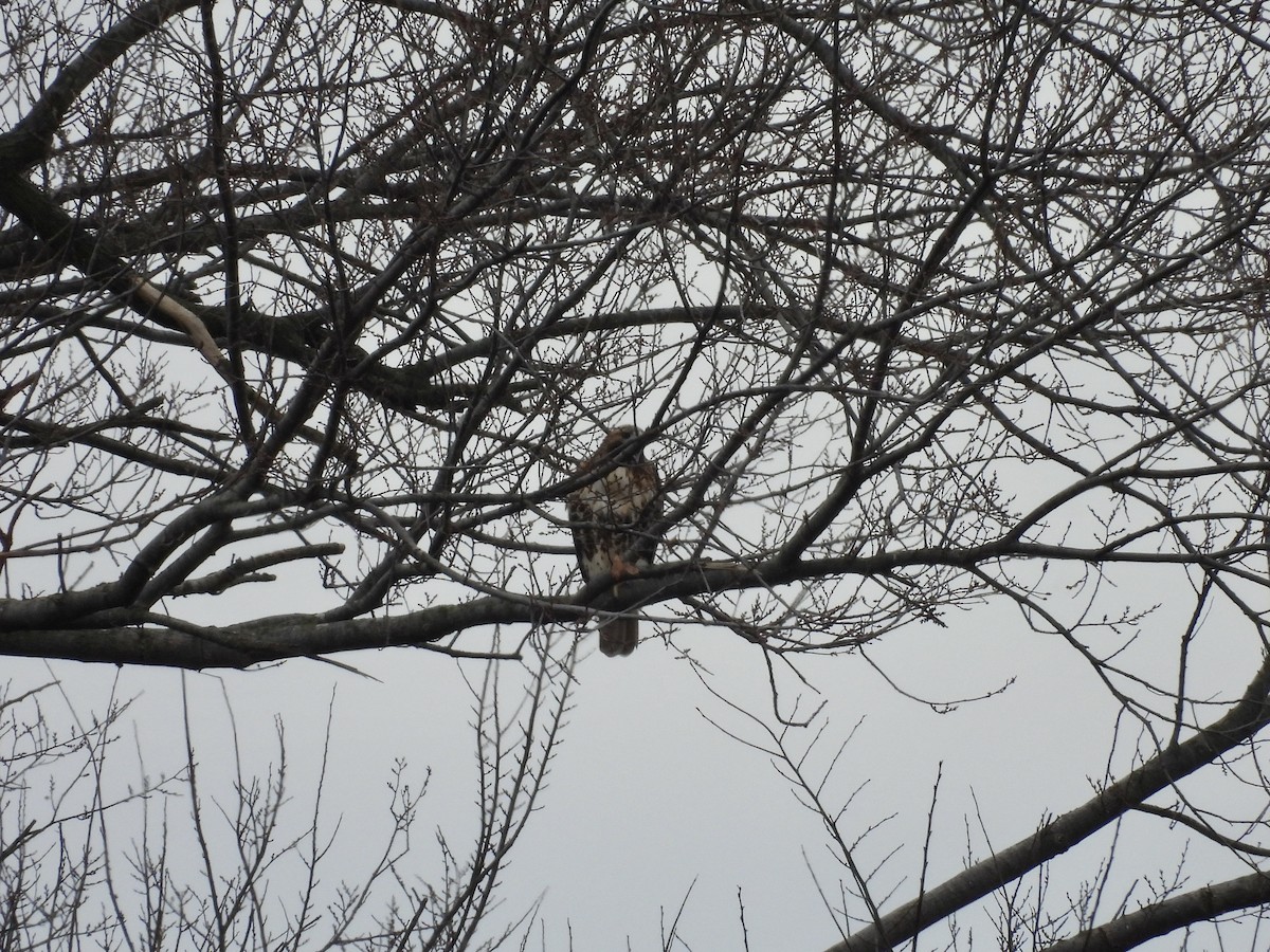 Red-tailed Hawk (abieticola) - ML645818568