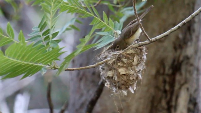 Крук звичайний - ML645818573