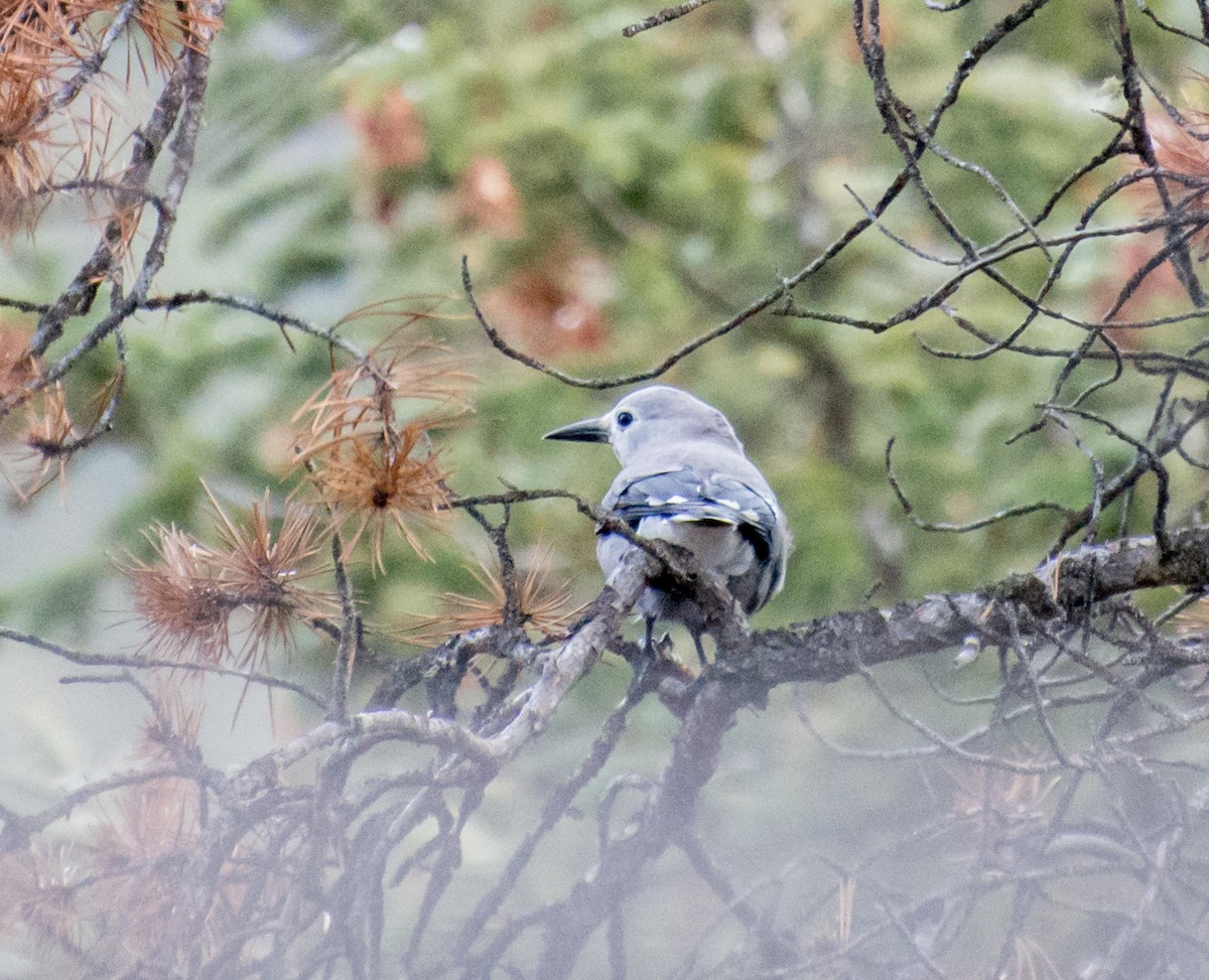 Clark's Nutcracker - ML645818574