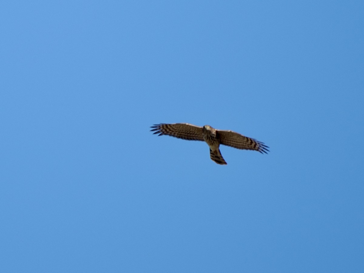 Cooper's Hawk - ML645818576