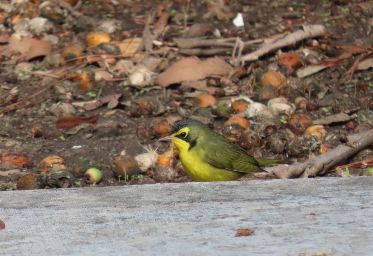 Kentucky Warbler - ML645818578