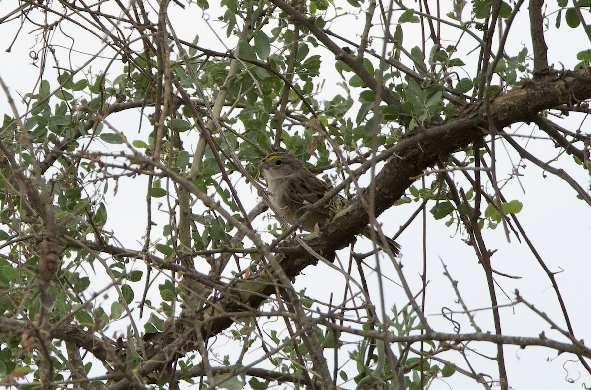 Grassland Sparrow - ML645818581