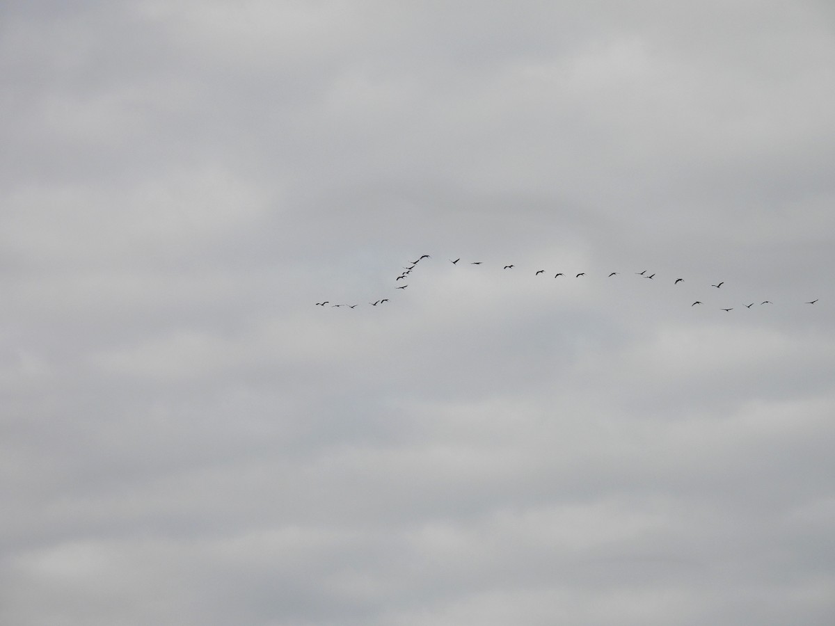 沙丘鶴 - ML645818582