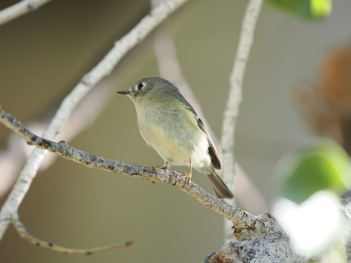 Ruby-crowned Kinglet - ML645818583