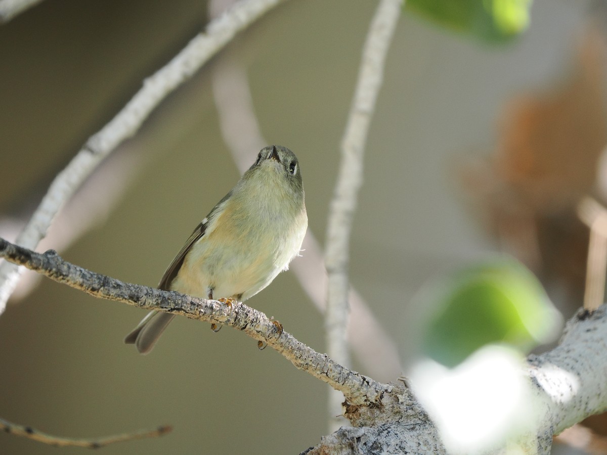 Ruby-crowned Kinglet - ML645818584