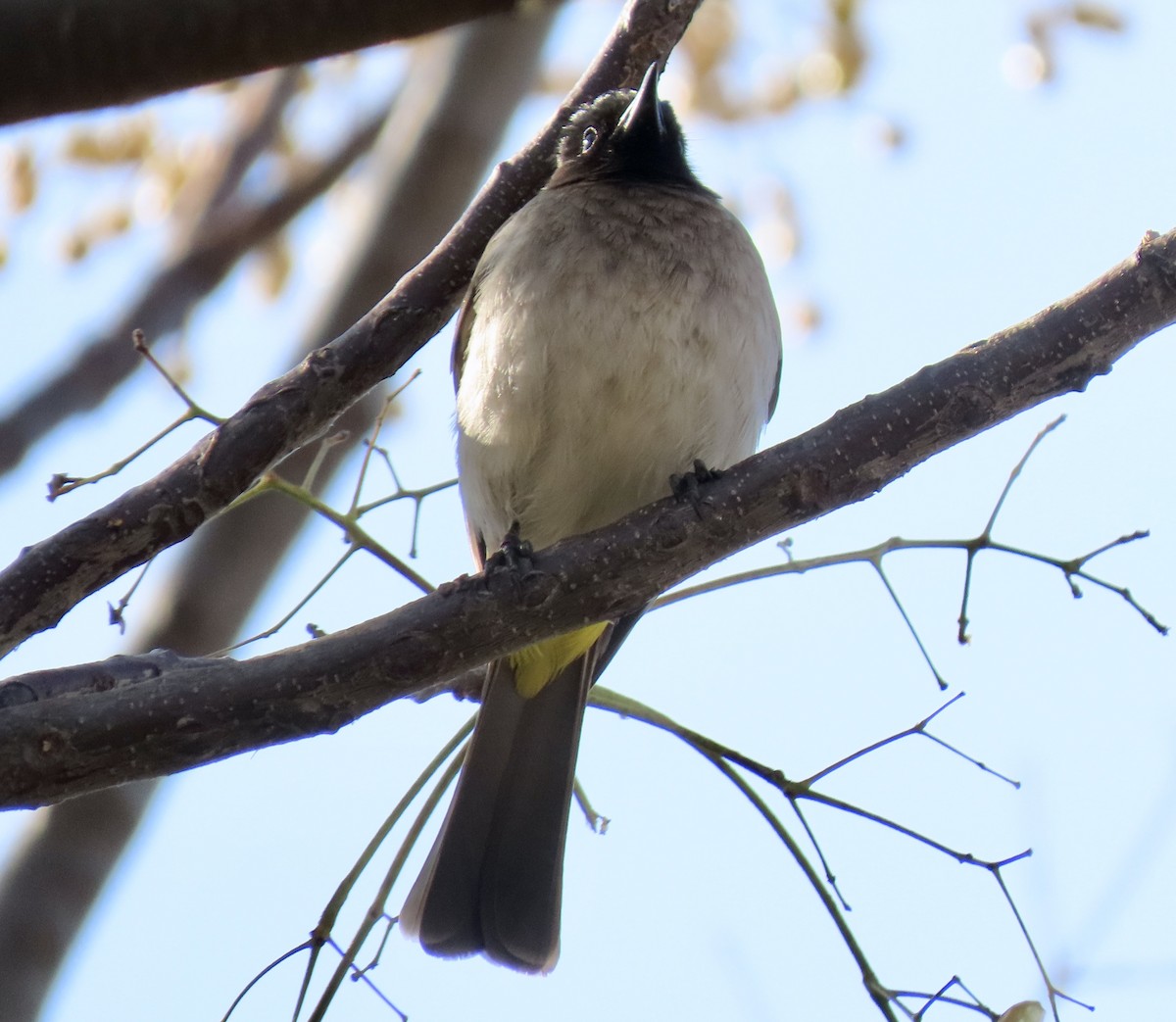 Common Bulbul - ML645818585