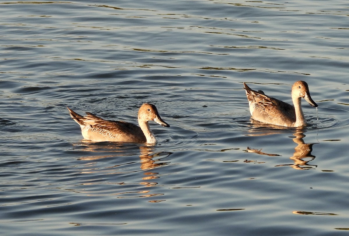 尖尾鴨 - ML645818588