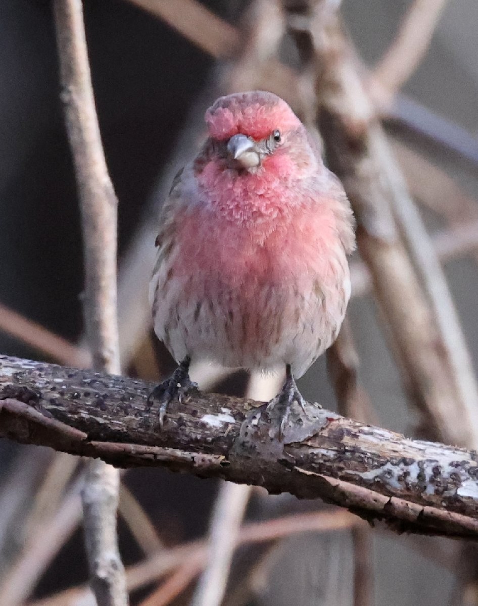House Finch - ML645818590