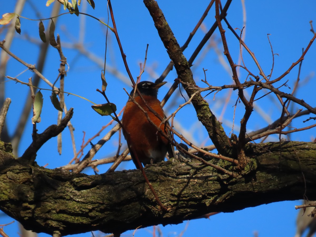 American Robin - ML645818591