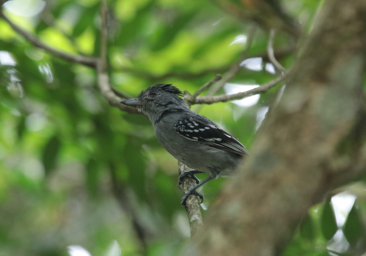 Sooretama Slaty-Antshrike - ML645818593