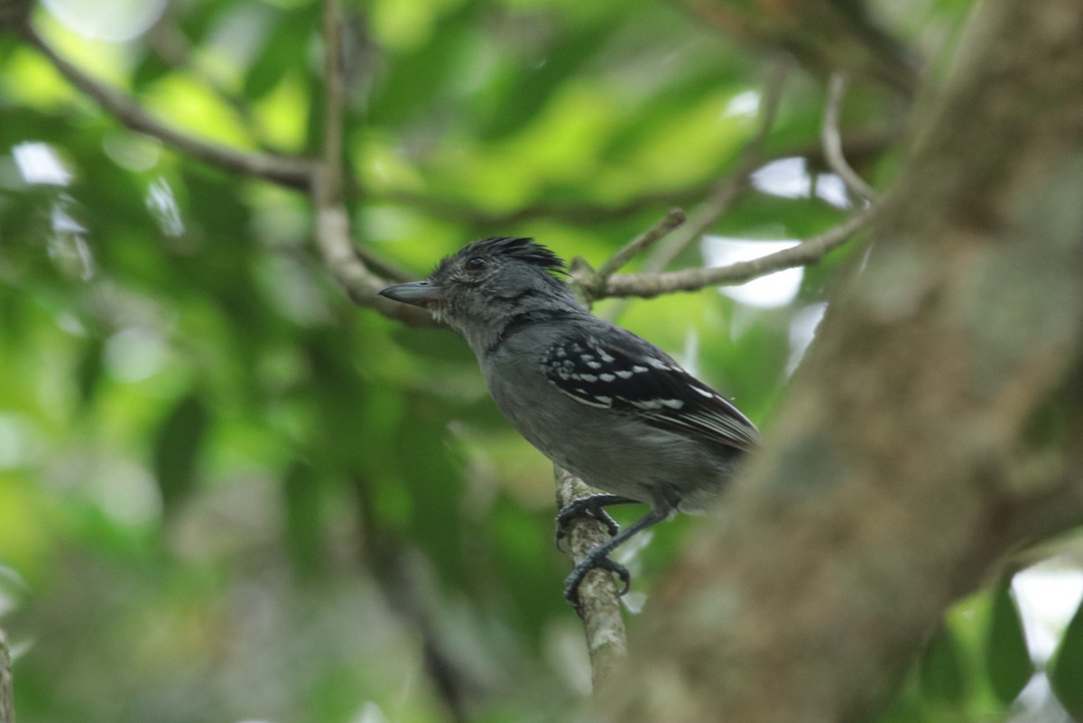 Sooretama Slaty-Antshrike - ML645818594